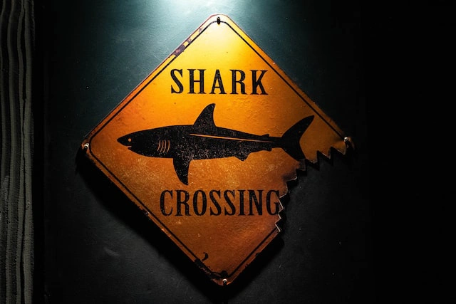 shark crossing
